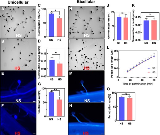 Heat stress applied at the unicellular but not at the bicellular stage impairs pollen germination capabilities. A) In vitro germination assays of pollen isolated from NS and (B) HS plants at the unicellular stage. C) In vitro germination rate of pollen shown in A) and B). D) Germination speed of NS and HS pollen at the unicellular stage. E) Aniline blue staining of NS and (F) HS pollen at the unicellular stage germinating on papilla hair cells. G) In vivo penetration rate of pollen shown in E) and F). H) In vitro germination assays of pollen from NS and (I) HS plants at the bicellular stage. J) In vitro germination rate of pollen harvested from NS and HS plants at the bicellular stage shows no germination rate differences. K) Germination speed and (L) pollen tube length of NS and HS pollen at the bicellular stage. M) Aniline blue staining of NS and (N) HS pollen at the bicellular stage germinating on papilla hair cells shows normal pollen tube penetration. O) In vivo penetration rate of pollen shown in M) and N). Statistically significant differences in germination rate, pollen tube length, and germination speed could not be detected at the bicellular stage between HS and NS conditions. Scale bars = 100 μm. Data are presented as the mean ± Sd. n = 400 to 500. One asterisk indicates significant difference at P < 0.01; 2 asterisks indicate significant difference at P < 0.00; ns indicates no statistical differences. One-tailed t test comparing HS with NS samples.