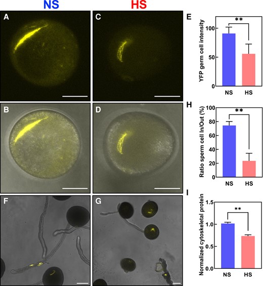 Heat stress at the bicellular stage impairs sperm cell development and transport into the pollen tube. Maize sperm cell maker lines containing α-tubulin fused with YFP were grown in control conditions (25 °C/21 °C light/dark period) until they reached the bicellular stage of pollen development. Then, plants were exposed to heat stress (35 °C/25 °C light/dark period) for 48 h. A parallel set of plants was maintained under control conditions. A) Confocal and (B) merged images of NS pollen at the bicellular stage. C) Confocal and (D) merged images of HS pollen at the bicellular stage. E) Quantification of YFP signal intensity of pollen as indicated. F) Confocal images of NS pollen grains showing sperm cells traveling into the pollen tube. G) Sperm cells were kept inside the pollen grain after heat stress was applied at the bicellular stage of pollen development. H) Ratio of sperm cells remaining in pollen grain to those traveling inside the pollen tube. I) Reduction in the number of detectable cytoskeletal-related proteins in NS and HS pollen at the bicellular stage. See Supplementary Table S1 for details. Asterisks indicate a significant difference at P < 0.001; 1-tailed t test comparing NS and HS samples. Data are presented as the mean ± Sd. Scale bars = 50 μm. n = 400 to 500.