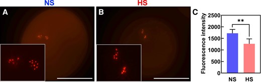 Heat stress during the bicellular stage decreases content of centromeric histones in maize. Marker lines expressing centromeric histones (CENH3) specifically in sperm cells (GEX3p:mRuby3-CENH3) were grown in control conditions (25 °C/21 °C light/dark period) until they reached the bicellular stage of pollen development and then submitted to heat stress (35 °C/25 °C light/dark period) for 48 h. A parallel set of marker line plants was maintained under optimal conditions and used as controls. A) Confocal images showing CENH3 in mature pollen grains from NS and (B) HS plants. Insets show enlarged sperm cells containing CENH3 signals. Insets were magnified 3×. C) Intensity quantification of mRuby3-CENH3 in both conditions. Asterisks indicate a significant difference at P < 0.001; 1-tailed t test comparing NS and HS samples. Data are presented as the mean ± Sd. Scale bars = 50 μm.