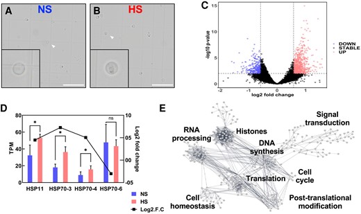 Heat stress at the bicellular stage misregulates replication-associated genes in sperm cells. A) Confocal images of NS and (B) HS sperm cells at the bicellular stage of pollen development. Insets show enlargement of single sperm cells (arrowheads). Insets were magnified 4×. Scale bar = 50 μm. Approximately 5,000 individual sperm cells in each of the 3 biological replicates per condition were used. C) Differential gene expression (base 2 logarithm fold change) in sperm cells harvested at maturity after heat stress was applied at the bicellular stage of pollen development. HS samples relative to control (NS) samples were plotted versus average gene expression levels (i.e. logarithm of mean counts normalized for difference in library sizes). Red color indicates upregulation. Blue color indicates downregulation. Black color indicates no significant transcriptional change. D) TPM values and RT-qPCR analysis show that differential expression of HSP genes in sperm cells was still increased in mature pollen. Asterisks indicate significant difference at P < 0.01; 1-tailed t test comparing HS with NS samples. n = 3 biological replicates, each with 3 technical replicates. Data are presented as the mean ± Sd. E) Gene network analysis of interactions of differentially expressed genes in sperm cells in response to heat stress at the bicellular stage. A threshold of 0.7 edge confidence was used. A detailed list of the genes included in the gene interaction analysis can be found in Supplementary Table S4.