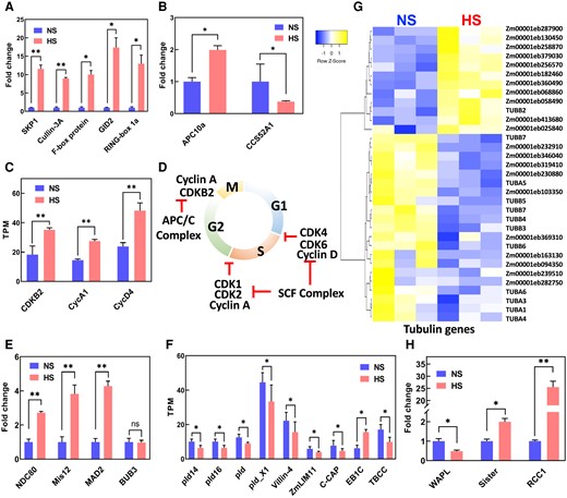 KP1-CUL1-F-box protein (SCF) E3 ubiquitin ligase complex and spindle assembly check point (SAC) genes are upregulated in sperm cells after heat stress was applied during the bicellular stage of pollen development. A) Induction of the SCF member genes. B) Misregulation of the APC/C complex genes. C) Upregulation of cyclins. D) Illustration of the cell cycle during PM II and its regulation by cyclins and the SCF complex. E) Upregulation of SAC gene members after heat stress. NDC80, component of the kinetochore complex. F) Downregulation of microtubule-associated genes. G) Misregulation of tubulin-associated genes. H) Misregulation of genes associated with mitosis progression during the metaphase-to-anaphase transition. WAPL, wings apart-like protein homolog; RCC1, regulator of chromosome condensation 1; Sister, sister chromatid cohesion 1. One asterisk indicates significant difference at P < 0.01; 2 asterisks indicate significant difference at P < 0.001; 1-tailed t test comparing NS and HS samples. n = 3 biological replicates, each with 3 technical replicates. Data are presented as the mean ± Sd.