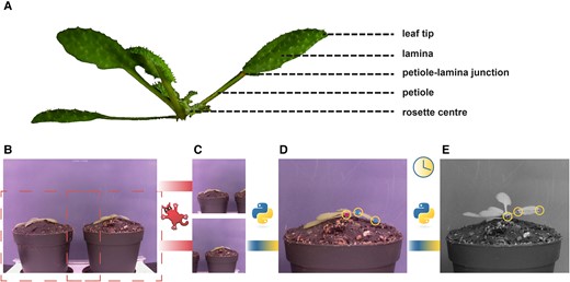 Workflow of the semiautomated imaging pipeline. Picture of an hyponastic Arabidopsis plant, with different parts of the leaf indicated (A). Example picture taken by RPi camera; B) is cropped using IrfanView to create 2 separate images each containing a single plant (C). With a Python script, 3 locations are user-selected, as indicated by the yellow circles (D). Petiole–lamina junction and leaf tip are selected in the first image (cyan dots). Rosette center is selected on the first and last image (magenta dot). The script will locate these points in all subsequent images (E).
