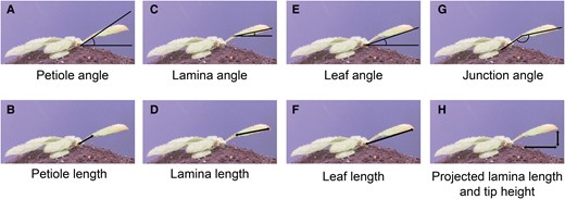 Measurements derived from images taken by the imaging setup. From rosette heart to petiole–lamina junction: petiole angle (A) and petiole length (B). From petiole–lamina junction to lamina tip: lamina angle (C) and lamina length (D). From rosette center to lamina tip: leaf angle (E) and leaf length (F). Lamina angle relative to the petiole angle: junction angle (G). Lamina length from petiole–lamina junction to leaf tip based solely on the x coordinates and lamina tip height based on y coordinates from the lamina tip and the rosette heart: projected lamina length and tip height (H).