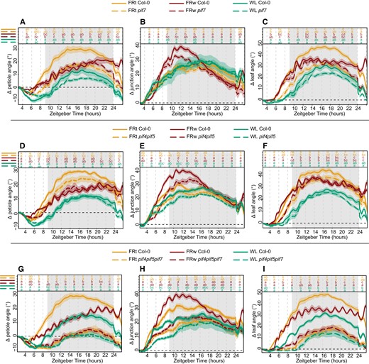 Core shade avoidance regulators PIF4, PIF5, and PIF7 regulate differential elongation in both petiole and lamina. Relative angles for petiole, petiole–lamina junction, and leaf in control (WL), local supplemental FRt, and FRw for mutants pif7 (A to C), pif4pif5 (D to F), and pif4pif5pif7 (G to I). Col-0 WL n = 8, FRt n = 10, FRw n = 13, pif7 WL n = 7, FRt n = 11, FRw n = 17. Col-0 WL n = 7, FRt n = 10, FRw n = 17, pif4pif5 WL n = 7, FRt n = 10, FRw n = 15. Col-0 WL n = 9, FRt n = 11, FRw n = 15, pif4pif5pif7 WL n = 9, FRt n = 9, FRw n = 13. Measured for 24 h with treatment start time at ZT 2. Lines represent mean ± Sem of the mean. Letters indicate P < 0.05, calculated per every 2 h using 2-way ANOVA and Tukey post hoc test. Shaded areas indicate night without light or FR exposure.