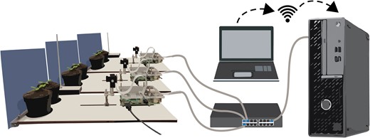 Imaging setup for leaf angle measurements. Two plants in single pots are placed in front of the RPi-controlled camera. Ten of these RPi and camera combinations are connected to a desktop in a private network via a switch. The desktop can be accessed directly or via a remote desktop connection.