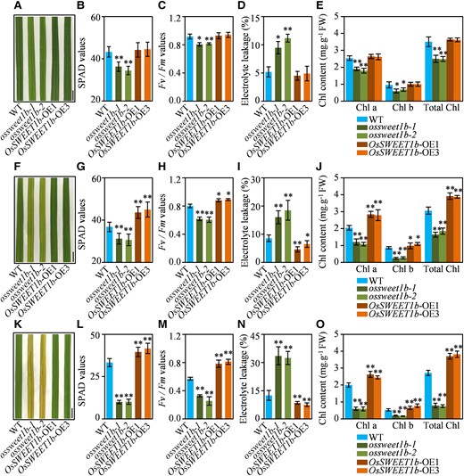 The ossweet1b mutant shows accelerated leaf senescence. A) Senescing flag leaf of OsSWEET1b-OE, ossweet1b, and WT at the tillering stage. B) SPAD values of flag leaf of OsSWEET1b-OE, ossweet1b, and WT at the tillering stage. C) Fv/Fm values of flag leaf of OsSWEET1b-OE, ossweet1b, and WT at the tillering stage. D) Electrolyte leakage analysis of flag leaf of OsSWEET1b-OE, ossweet1b, and WT at the tillering stage. E) Chlorophyll contents of flag leaf of OsSWEET1b-OE, ossweet1b, and WT at the tillering stage. F) Senescing flag leaf of OsSWEET1b-OE, ossweet1b, and WT at the heading stage. G) SPAD values of flag leaf of OsSWEET1b-OE, ossweet1b, and WT at the heading stage. H) Fv/Fm values of flag leaf of OsSWEET1b-OE, ossweet1b, and WT at the heading stage. I) Electrolyte leakage analysis of flag leaf of OsSWEET1b-OE, ossweet1b, and WT at the heading stage. J) Chlorophyll contents of flag leaf of OsSWEET1b-OE, ossweet1b, and WT at the heading stage. K) Senescing flag leaf of OsSWEET1b-OE, ossweet1b, and WT at the grain filling stage. L) SPAD values of flag leaf of OsSWEET1b-OE, ossweet1b, and WT at the grain filling stage. M) Fv/Fm values of flag leaf of OsSWEET1b-OE, ossweet1b, and WT at the grain filling stage. N) Electrolyte leakage analysis of flag leaf of OsSWEET1b-OE, ossweet1b, and WT at the grain filling stage. O) Chlorophyll contents of flag leaf of OsSWEET1b-OE, ossweet1b, and WT at the grain filling stage. Scale bars: 1 cm. Data represent mean ± Sd; n = 30 includes 3 biological replicates and 10 technical replicates for each biological replicate in B), C), D), G), H), I), L), M), and N). Data represent mean ± Se; n = 3 biological replicates in E), J), and O). Asterisks in B), C), D), E), G), H), I), J), L), M), N), and O) indicate a significant difference between transgenic plants and WT as determined by 2-tailed Student's t test at **P < 0.01 or *P < 0.05.
