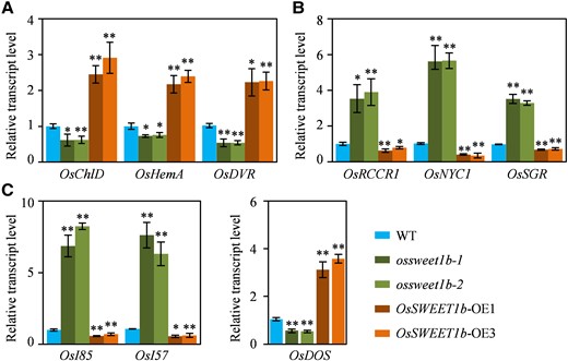 Transcript levels of representative chlorophyll synthesis genes, chlorophyll degradation genes, and SAGs in flag leaf at the grain filling stage. A) Transcript levels of chlorophyll synthesis genes. B) Transcript levels of chlorophyll degradation genes. C) Transcript levels of SAGs. Data represent mean ± Se for 3 biological replicates. Gene expression analysis was performed by RT-qPCR and normalized to Actin. Asterisks in A), B), and C) indicate a significant difference between transgenic plants and WT as determined by 2-tailed Student's t test at **P < 0.01 or *P < 0.05.