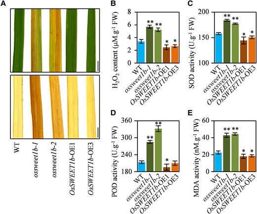 Impaired ROS homeostasis in the ossweet1b mutants. A) DAB staining for the OsSWEET1b-OE plants, ossweet1b mutants, and WT flag leaf. Scale bars: 1 cm. B) H2O2 levels in the transgenic rice plants and WT flag leaf. C) SOD activity in the transgenic rice plants and WT flag leaf. D) POD activity in the transgenic rice plants and WT flag leaf. E) MDA activity in the transgenic rice plants and WT flag leaf. Data represent mean ± Se of 3 biological replicates. Asterisks in B), C), D), and E) indicate a significant difference between transgenic plants and WT as determined by 2-tailed Student's t test at **P < 0.01 or *P < 0.05.