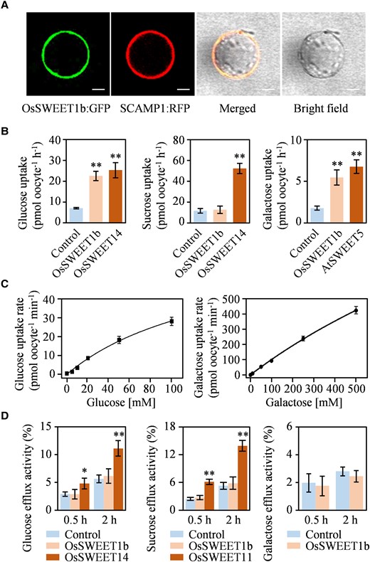 Sugar transporter activity of OsSWEET1b. A) Subcellular localization of OsSWEET1b:GFP in rice protoplasts. SCAMP1:RFP is used as a plasma membrane-localized marker protein. Scale bars: 10 μm. B) Uptake of glucose, sucrose, and galactose from Xenopus oocytes. C) Kinetics of OsSWEET1b for glucose and galactose uptake in Xenopus oocytes. D) Efflux of glucose, sucrose, and galactose from Xenopus oocytes. Data represent mean ± Sd of 8 biological replicates. Asterisks in B) and D) indicate a significant difference between control and SWEET protein as determined by 2-tailed Student's t test at **P < 0.01 or *P < 0.05.