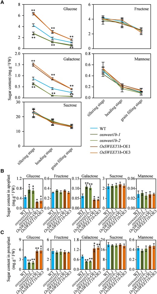 Sugar contents in leaves of the ossweet1b mutant and OsSWEET1b-OE plant. A) Sugar contents in the transgenic rice plants and WT flag leaf at the different growth stages. B) Apoplastic sugar contents in the transgenic rice plants and WT at 3-wk-old seedling stage. C) Sugar contents in protoplasts of the transgenic rice plants and WT at 3-wk-old seedling stage. Data represent mean ± Se of 3 biological replicates. Asterisks in A), B), and C) indicate a significant difference between transgenic plants and WT as determined by 2-tailed Student's t test at **P < 0.01 or *P < 0.05.