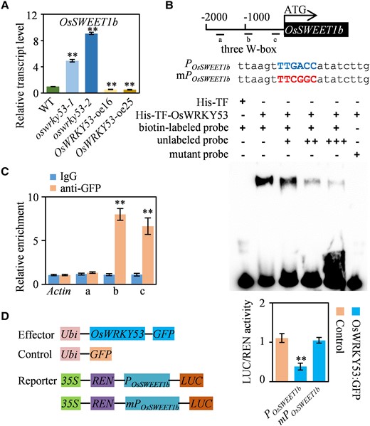 OsWRKY53 binds to OsSWEET1b promoter and suppresses OsSWEET1b transcription. A)OsSWEET1b expression in OsWRKY53-OE, oswrky53 mutants, and WT. B) DNA binding activity assay of OsWRKY53 by EMSA. The blue capital letters indicate the intact W-box, and the red capital letters represent the mutated W-box. C) Binding assay of OsWRKY53 to the promoter of OsSWEET1b by ChIP-qPCR in OsWRKY53:GFP plants using the anti-GFP antibody. Anti-GFP antibody was used for immunoprecipitation and IgG acted as a control. D) Activity assay of OsWRKY53 in regulating OsSWEET1b expression. Data represent mean ± Se of 3 biological replicates. Gene expression analysis was performed by RT-qPCR and normalized to Actin. Asterisks in A) and C) indicate a significant difference between transgenic plants and WT as determined by 2-tailed Student's t test at **P < 0.01 or in D) indicate a significant difference between control and reporter determined by 2-tailed Student's t test at **P < 0.01.