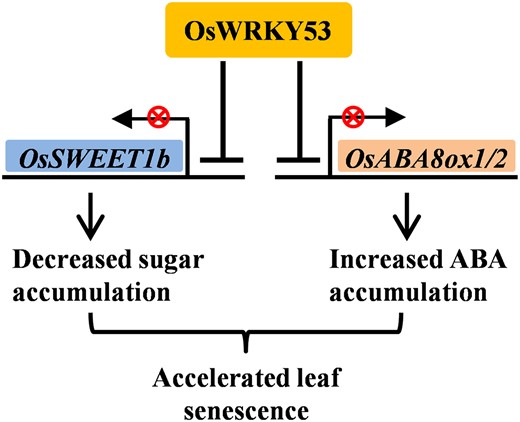 Proposed working model of OsWRKY53-regulated senescence. OsWRKY53 binds and suppresses the expressions of OsSWEET1b and OsABA8ox1 or OsABA8ox2, causing decreased sugar accumulation and increased ABA accumulation in leaf cells, respectively. The attenuated sugar content and enhanced ABA level coordinately promote leaf senescence.