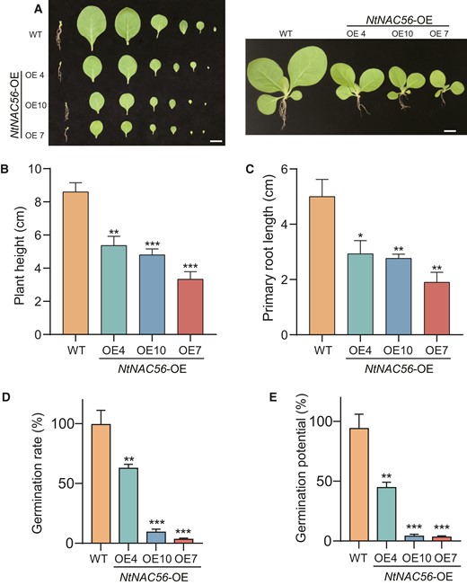 NtNAC56 inhibits root development, seed germination, and plant growth. A) Representative images showing plant height and primary root length of NtNAC56 overexpression lines (NtNAC56-OE) and WT plants. Scale bars, 2 cm. B) Height of the seedlings shown in (A). C) Primary root length. D) Germination rate. E) Germination potential (%). Data are means ± Sd from three replicates in (B) to (E). *P < 0.05; **P < 0.01 and ***P < 0.001, Student's t-test.