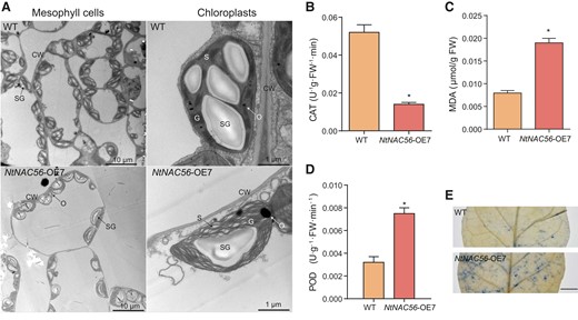 NtNAC56 overexpression triggers chloroplast degradation and ROS accumulation. A) Transmission electron micrographs of leaves from 8-wk-old WT and NtNAC56 overexpression (NtNAC56-OE) plants. Scale bars, 10 μm (left) or 1 μm (right). CW, cell wall; SG, starch granules; G, granum; S, stroma; O, osmiophilic granules. B to D) CAT activity MDA content (C) and POD activity (D) of WT and NtNAC56-OE leaves from 8-wk-old plants. E) TB staining of WT and NtNAC56-OE leaves. Scale bar, 500 μm. For (B) to (D), data are means ± Sd from three replicates. *P < 0.05, Student's t-test. FW, fresh weight.