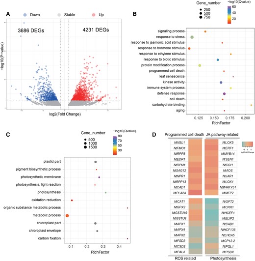 Transcriptome analysis reveals that NtNAC56 activates leaf senescence. A) Volcano plot showing the DEGs in tobacco leaves between WT and NtNAC56-OE lines. P < 0.05 and absolute log2(fold-change) > 1 were used as the significance threshold criteria. B) Top 15 GO terms for biological process, molecular function, and cell component among upregulated genes in NtNAC56-OE lines. C) Top 11 GO terms for biological process, molecular function, and cell component among downregulated genes in NtNAC56-OE lines. D) Heatmap representation of gene expression levels from the RNA-seq data for genes related to PCD, the JA pathway, ROS accumulation, and photosynthesis. The bar in the upper right corner represents log2(fold-change): red indicates high expression and blue indicates low expression.