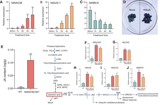 JA-inducible expression of NtNAC56 regulates leaf senescence. A to C) RT-qPCR analysis of NtNAC56 (A), NtDOF2.1 (B), and NtRBCS (C) expression at different time points into MeJA treatment. Data are means ± Sd from three replicates. *P < 0.05 and **P < 0.01, Student's t-test. B) RT-qPCR validation of NtDOF2.1 expression after MeJA treatment at different time points. *P < 0.05 and **P < 0.01, Student's t-test. C) RT-qPCR validation of NtRBCS expression after MeJA treatment at different time points. *P < 0.05, Student's t-test. D) Histochemical analysis of β-GLUCURONIDASE (GUS) activity in NtNAC56 overexpression lines (NtNAC56-OE) tobacco plants harboring the NtNAC56pro:GUS reporter construct. Mock-treated NtNAC56-OE tobacco plants (left) and NtNAC56-OE tobacco plants treated with 100 μM MeJA (right) are shown. E) JA contents in WT and NtNAC56-OE leaves. Data are means ± Sd from three replicates. **P < 0.01, Student's t-test. F to J) RT-qPCR analysis of JA marker gene expression. Data are means ± Sd of three replicates. *P < 0.05; **P < 0.01; ***P < 0.001; ****P < 0.0001, Student's t-test.