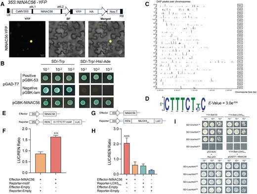 NtNAC56 directly binds to the promoter of a JA biosynthesis-related gene. A) Subcellular localization of NtNAC56. The 35S:NtNAC56-YFP construct was infiltrated into the leaves of N. benthamiana plants. Scale bars, 20 μm. LB, left border. RB, right border. YFP, yellow fluorescent protein. HA, hemagglutinin tag. B) NtNAC56 possesses transcriptional activity in a yeast self-activation assay. SD, synthetic defined medium. C) Positions of DAP peaks over tobacco chromosomes, as determined by DAP-seq analysis. Peak height indicates relative peak density. D) Logo DNA of the core binding motif for NtNAC56. E, G) Diagrams of the constructs used for the dual-luciferase (LUC) system. F) Dual-LUC assay demonstrating that NtNAC56 binds to the 3×TTTCTT motif. Data are means ± Sd of three replicates. ***P < 0.001, Student's t-test. H) Dual-LUC assay showing that NtNAC56 binds to the NtLOX5 promoter. Data are means ± Sd of three replicates. ****P < 0.0001, Student's t-test. I) Y1H assay showing that NtNAC56 binds to the NtLOX5 promoter in yeast cells. AbA, aureobasidin A.