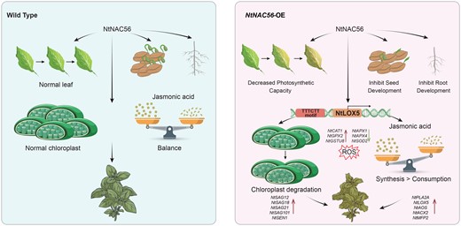 Proposed molecular model of tobacco leaf senescence regulated by NtNAC56. In WT and NtNAC56-overexpression (NtNAC56-OE) tobacco plants, NtNAC56 directly binds to the promoter of the JA biosynthesis-related gene NtLOX5, which promotes chloroplast degradation and JA content increased in transgenic plants. At the same time, the more accumulation of ROS in the NtNAC56-OE lines also promotes leaf senescence.