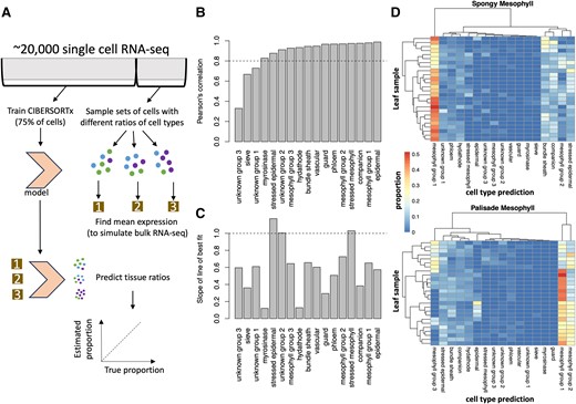 CIBERSORTx predictions for simulated bulk RNA-seq samples. A) Seventy-five percent of cells per cluster were used to train a CIBERSORTx model, while the remaining 25% of cells were repeatedly subsampled to generate 500 simulated bulk RNA-seq samples with mixed cell types (see the Materials and methods section). B) Pearson's correlation between the true cell-type proportions in the simulated bulk RNA-seq sample and the tissue proportions predicted by CIBERSORTx. All the correlations were statistically significant (P < 0.05), with Pearson's correlations >0.8 highlighted by the horizontal bar. C) The slope of the line of best fit for a comparison between the predicted and the true cell-type proportions (scatterplots in Supplementary Fig. S2). Values close to 1 (horizontal line) are most accurate. Taken together, these results suggest that CIBERSORTx can predict the relative proportions within the same cell type between RNA-seq samples, but that it consistently overpredicts or underpredicts certain cell types within an RNA-seq sample. D) Predicted cell-type proportions in microdissected leaf samples, with each row representing a leaf and each column representing a different predicted cell type. Note that phloem is short for phloem parenchyma.