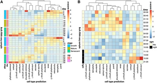 Shifts in cell-type proportions over developmental and diurnal time series. We predicted the proportion of cell types in a A) developmental time series (Woo et al. 2016) and B) diurnal time series (Hickman et al. 2017), utilizing a reference leaf scRNA-seq dataset (Procko et al. 2022). In A), each row represents a different RNA-Seq sample, with the proportions normalized using z-scores. The developmental stage and the biological replicate are indicated by the colored bars. In B), the proportions of cell types were predicted independently for each of the 4 biological replicates, and then these were averaged for each row and normalized by z-scores. The times are relative to dawn.