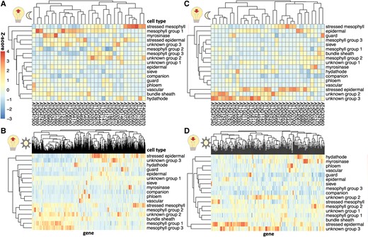 The expression of light-sensitive genes in single-cell leaf data. Sets of genes were selected that are light-induced A) and B) or light-repressed C) and D) during either a nocturnal light treatment A) and C) or a light treatment after an extended night B) and D), based on Rugnone et al. (2013). The mean expression of these genes in cells in each cluster in Procko et al. (2022) was calculated, and z-scores were calculated for each column.