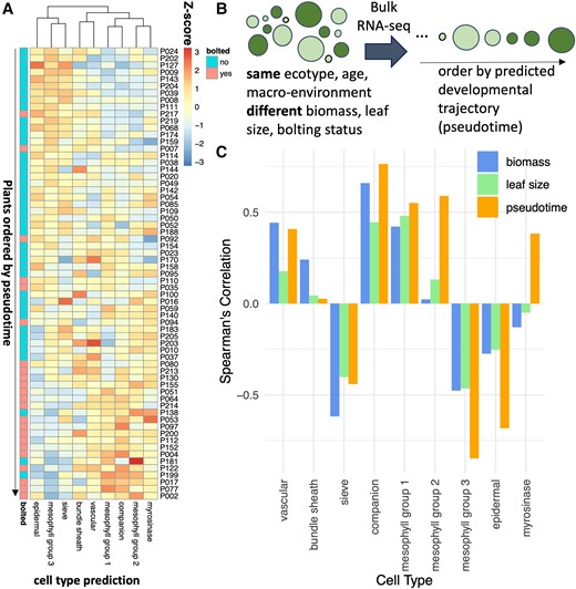 Cell activity changes during bolting. A) We predicted the proportion of cell types in plants immediately before and after bolting (Redmond et al. 2023), utilizing a reference leaf scRNA-seq dataset (Procko et al. 2022). Each row represents a different RNA-seq sample (representing a single plant), with the proportions normalized using z-scores. B) The plants in A) are ordered by pseudotime, which was calculated by Redmond et al. (2023) as an arrangement of 65 individual plants sampled along a developmental trajectory. C) For each cell type, the Spearman ranked correlation was calculated between the proportion of that cell type in each plant versus another trait of the plant (biomass, leaf size, or pseudotime).