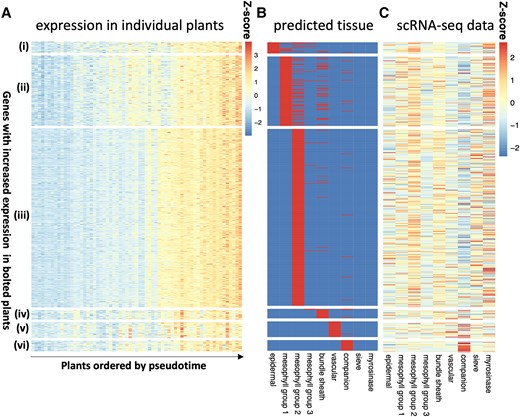 Cell-type-specific gene expression of bolting-related genes. Using the high-resolution imputing function in CIBERSORTx, we predicted cell-type-specific expression of genes that were differentially expressed in bolted/unbolted plants. In this study, we show the results for the genes that have higher expression levels in bolted plants, with the inverse gene set shown in Supplementary Fig. S9. A) The z-score of the expression of these genes in the bulk RNA-seq experiment (Redmond et al. 2023), grouped by the cell type in which they were predicted to be expressed and ordered by pseudotime. B) The cell-type assignment, with red indicating that a gene is expected to be found in that cell type. C) The z-score of the mean expression of these genes in the scRNA-seq dataset (Procko et al. 2022).