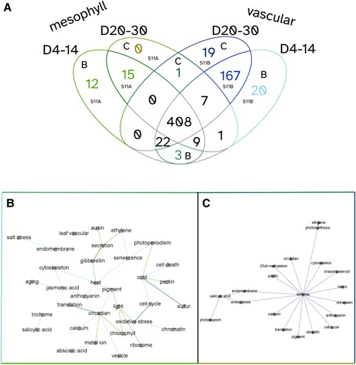PAFway networks across different tissue types at different ages. Using PAFway, we generated networks of functional terms to assess changes in function between tissue types as they age. A) Mesophyll (Groups 1, 2, and 3) and vascular-associated (bundle sheath, phloem, vascular, companion, guard, and sieve) cells showed a large overlap in functional edges across age groups, with some network edges that are unique to specific tissues and ages. B) A network of functional terms that are associated with young mesophyll and vascular cells. C) A network of functional terms associated with old mesophyll and vascular cells. Together, these show the changing network over time, suggesting that these cells perform different physiological functions as they age. The colors of the edges in B) and C) correspond to the associated colored sections of the Venn diagram in A).