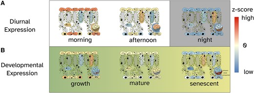 A graphical abstract showing the cell-type-specific expression pattern. This refers to the relative changes in gene expression values across diurnal A) and developmental B) time series. The colors correspond to the color scale of the heatmaps in Fig. 2.