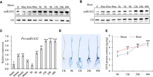 The expression of rice miR1432 is induced by drought stress. A and B) Northern blot to detect the accumulation of miR1432 in rice shoots A) and roots B) at various time points under 150 mM d-mannitol treatment for various times. Three biological replicates were conducted for each blot. U6 served as a loading control. The numbers below the blots indicate the relative abundance of miR1432 compared to the 0-h control sample. m, minutes; h, hours. C) Use of RT-qPCR to detect induced expression of pri-miR1432 in roots of rice seedlings treated with 150 mM d-mannitol. UBQ5 was used as an internal control. The data are presented as means ± Sd. Asterisks indicate a significant difference compared to 0 h (Student's t test: **P < 0.01 and ***P < 0.001). D) GUS staining of 7-d-old seedlings of MIR1432p::GUS transgenic lines following treatment with 150 mM d-mannitol at 0, 12, 24, and 48 h. The WT nontransgenic line was used as the negative control (CK). E) Quantitative analysis of GUS protein content (μg/mg) in shoots and roots of 7-d-old rice seedlings treated with 150 mM d-mannitol for various times. The data are presented as means ± Sd. Asterisks indicate a significant difference compared to 0 h (Student's t test: **P < 0.01 and ***P < 0.001). Each analysis includes 3 independent replicates.