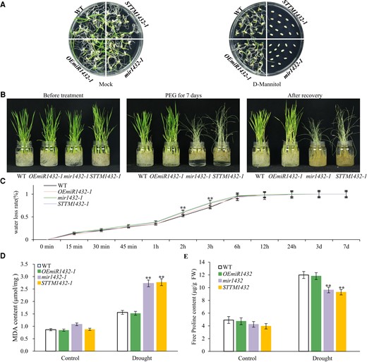 Effect of miR1432 on drought tolerance in rice. A) Seed germination phenotype of OEmiR1432-1, mir1432-1, and STTM1432-1 transgenic lines grown on 1/2 MS supplemented with 150 mM d-mannitol. Mock is the untreated control. B) Drought stress phenotype of 1-month-old OEmiR1432-1, mir1432-1, and STTM1432-1 lines subjected to 20% (w/v) PEG 8000 treatment for 7 d. C) Determination of water loss rate of leaves of OEmiR1432-1, mir1432-1, and STTM1432-1 lines. D) MDA content in OEmiR1432-1, mir1432-1, and STTM1432-1 lines following PEG treatment. E) Proline content in OEmiR1432-1, mir1432-1, and STTM1432-1 lines following PEG treatment. The data in C to E) are presented as means ± Sd. Asterisks indicate a significant difference compared to WT (2-way ANOVA: **P < 0.01 in C to E). At least 3 independent biological replicates were performed with similar results.
