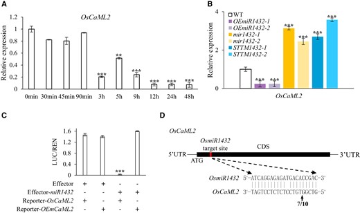 Identification of the miR1432 target gene OsCaML2 in rice. A) RT-qPCR analysis of the expression level of OsCaML2 in WT rice during 150 mM d-mannitol treatment. UBQ5 was used as an internal control. B) Relative expression level of OsCaML2 in OEmiR1432, mir1432, and STTM1432 lines determined by RT-qPCR. UBQ5 was used as an internal control. C) Relative LUC reporter activity in rice protoplasts transiently transformed with OsCaML2/OEmCaML2 with or without the presence of miR1432. Renilla was used as a control for normalization. Relative luciferase activity (LUC/REN) was determined. D)OsCaML2 transcript cleavage site detected by RLM-RACE. Arrow indicates the cleavage site. Numbers indicate the frequency of detected clones matching this site out of the total sequenced clones. In A to C), the data are presented as means ± Sd, and asterisks indicate a significant difference compared to WT or 0 h (Student's t test: **P < 0.01 and ***P < 0.001). Three biological replicates were performed for each experiment.