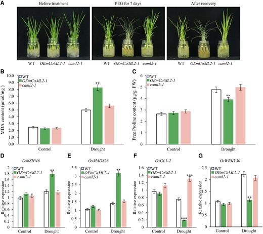 OsCaML2 is involved in the regulation of rice drought stress tolerance. A) One-month-old seedlings of WT, OEmCaML2-1, and caml2-1 plants were subjected to drought stress for 7 d by treatment with 20% (w/v) PEG 8000. B) MDA content in WT, OEmCaML2-1, and caml2-1 seedlings during drought treatment. C) Free proline content in WT, OEmCaML2-1, and caml2-1 seedlings following drought treatment. D to G) RT-qPCR analysis of drought stress-related genes, including OsbZIP46D), OsMADS26E), OsGL1-2F), and OsWRKY30G) in WT plants and OEmCaML2-1 and caml2-1 lines during 150 mM d-mannitol treatment. UBQ5 was used as an internal control. The data in B to G) are presented as means ± Sd, and the asterisks indicate a significant difference compared to WT (2-way ANOVA: **P < 0.01 and ***P < 0.001). At least 3 biological replicates were performed for each experiment.