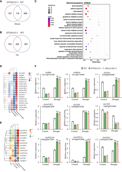 Transcriptome analyses reveal the downstream pathways regulated by miR1432 in rice. A and B) Venn diagram analyses of downregulated A) and upregulated B) DEGs in the seedling tissues of STTM1432-1 and WT plants subjected to drought stress. C) GO enrichment analysis of STTM1432-specific DEGs in response to 150 mM d-mannitol treatment. The top 20 GO terms are shown. D) Heat map representing the transcriptional changes of hormone signal transduction pathway genes in response to 150 mM d-mannitol treatment in STTM1432-1 seedlings. E) Heat map representing the transcriptional changes of MAPK signal pathway genes in response to 150 mM d-mannitol treatment in STTM1432-1 seedlings. F) Expression levels of genes related to MAPK signaling pathway and hormone signal transduction pathway in WT, STTM1432-1, and OEmCaML2-1 plants shown by RT-qPCR. UBQ5 was used as an internal control. The data are presented as means ± Sd. Asterisks indicate a significant difference compared to WT or 0 h (2-way ANOVA: *P < 0.05, **P < 0.01 and ***P < 0.001). Three biological replicates of the experiment were performed with similar results.