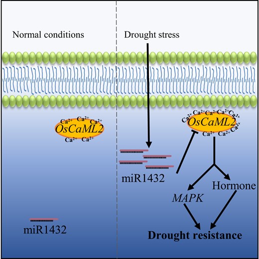 A proposed model of how the miR1432-OsCaML2 regulatory module controls drought tolerance in rice. Under normal conditions, the expression of miR1432 and OsCaML2 in cells is maintained at basal levels. Once challenged with drought stress, miR1432 is markedly induced to suppress the expression of OsCaML2, which regulates the downstream MAPK and hormone transduction pathways and modifies rice drought tolerance. Arrows, positive regulation; blunt arrow, negative regulation.