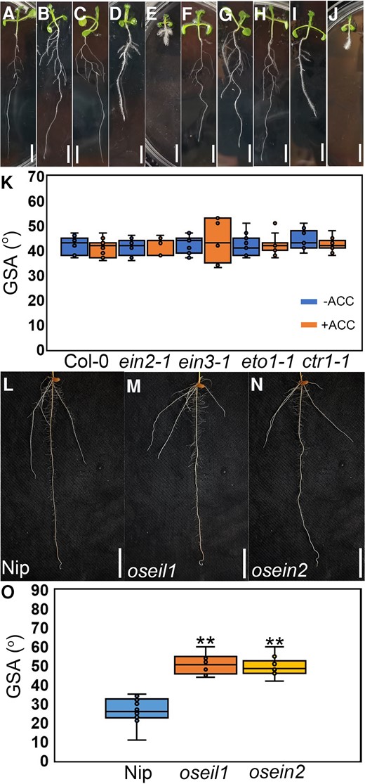 Ethylene-insensitive mutants exhibit shallow root system in rice. A to E) Representative images of root systems of WT (Col-0), ein2-1, ein3-1, eto1-1, and ctr1-1 (from left to right) without 100 nM ACC treatment after 8 d of growth. Scale bars = 1 cm. F to J) Representative images of root systems of WT (Col-0), ein2-1, ein3-1, eto1-1, and ctr1-1 (from left to right) with 100 nM ACC treatment after 8 d of growth. Scale bars = 1 cm. K) GSA analysis (absolute angle of emergence) of Col-0, eto1-1, ctr1-1, ein2-1, and ein3-1 with or without 100 nM ACC treatment. n = 11. The horizontal bar within the box represents median. The top and bottom of the box represent the 0.75 and 0.25 percentiles, respectively. The upper and lower whiskers extend to 1.5 times the interquartile range, with outliers shown as black dots. L to N) Representative root systems of Nip (WT) L), oseil1M), and osein2N) after 8-d growth. Scale bars = 1 cm. O) GSA analysis of Nip, oseil1, and osein2 after 8-d growth. **P < 0.01 from 1-way ANOVA with Tukey's multiple comparison test, n = 10. The horizontal bar within the box represents median. The top and bottom of the box represent the 0.75 and 0.25 percentiles, respectively. The upper and lower whiskers extend to 1.5 times the interquartile range, with outliers shown as black dots.