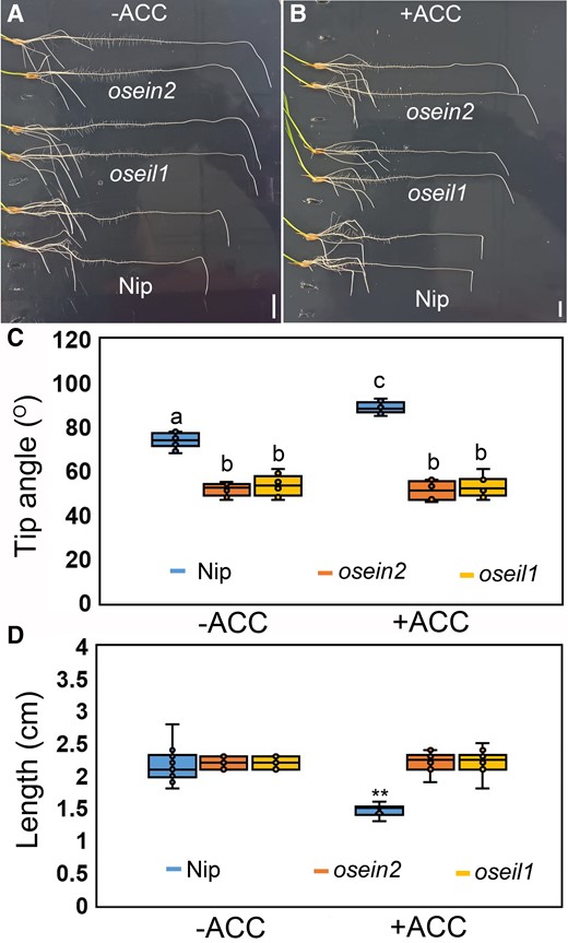 Ethylene-insensitive mutants exhibit reduced gravitropism. A and B) Representative images showing the root gravitropic bending responses of crown roots of Nip and oseil1 and osein2 mutants without A) and with B) 100 µM ACC treatment. Scale bars = 1 cm. C) Measured root tip angle of crown roots of Nip (WT) and oseil1 and osein2 mutants with or without ACC treatment after 8-h gravistimulation. Different letters in the box plot indicate significant differences, P < 0.01 from 1-way ANOVA with Tukey's multiple comparison test, n = 10. The horizontal bar within box represents median. The top and bottom of the box represent the 0.75 and 0.25 percentiles, respectively. The upper and lower whiskers extend to 1.5 times the interquartile range, with outliers shown as black dots. D) Measured elongation length of crown roots of Nip and oseil1 and osein2 mutants with or without ACC treatment after 8-h gravistimulation. **P < 0.01 from 1-way ANOVA with Tukey's multiple comparison test, n = 10. The horizontal bar within the box represents median. The top and bottom of the box represent the 0.75 and 0.25 percentiles, respectively. The upper and lower whiskers extend to 1.5 times the interquartile range, with outliers shown as black dots.