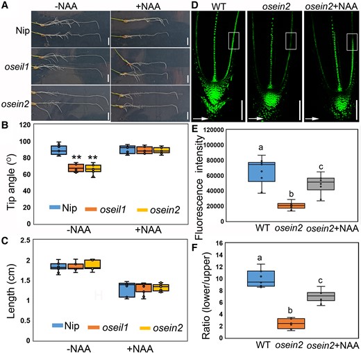 Auxin acts downstream of ethylene in regulating root gravitropism. A) Representative images of Nip (WT) and oseil1 and osein2 mutants after 8-h gravistimulations without and with 10 nM NAA treatment. Scale bars = 1 cm. B) Measured tip angles of 7-d-old PRs of Nip and oseil1 and osein2 mutants after 8-h gravistimulation. n = 11. **P < 0.01 from 1-way ANOVA with Tukey's multiple comparison test. The horizontal bar within the box represents median. The top and bottom of the box represent the 0.75 and 0.25 percentiles, respectively. The upper and lower whiskers extend to 1.5 times the interquartile range, with outliers shown as black dots. C) Measured elongation length of PRs of Nip and oseil1 and osein2 mutants with or without NAA treatment after 8-h gravistimulation. n = 11. The horizontal bar within the box represents median. The top and bottom of the box represent the 0.75 and 0.25 percentiles, respectively. The upper and lower whiskers extend to 1.5 times the interquartile range, with outliers shown as black dots. D) Representative confocal images showing DR5-VENUS i.e. auxin response gradient after 4-h gravistimulation in the 7-d growth seedlings of Nip and osein2 with or without 10 nM NAA treatment. Scale bars = 100 µm. Arrows represent the direction of gravity. E) Box plot showing the quantitative intensity of fluorescence signals in the region of interest (ROI) of the lower side of early elongation zone. Different letters indicate significant differences, P < 0.01 from 1-way ANOVA with Tukey's multiple comparison test, n = 11. The horizontal bar within the box represents median. The top and bottom of the box represent the 0.75 and 0.25 percentiles, respectively. The upper and lower whiskers extend to 1.5 times the interquartile range, with outliers shown as black dots. F) Box plot showing the fluorescence intensity ratio of lower side to upper side in the ROI of early elongation zone. Different letters indicate significant differences, P < 0.01 from 1-way ANOVA with Tukey's multiple comparison test, n = 11. The horizontal bar within box represents median. The top and bottom of the box represent the 0.75 and 0.25 percentiles, respectively. The upper and lower whiskers extend to 1.5 times the interquartile range, with outliers shown as black dots.