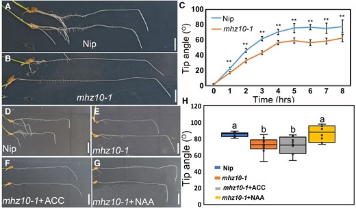 MHZ10-mediated auxin biosynthesis acts downstream of ethylene in regulating root gravitropism. A and B) Representative images of gravitropic responses of PRs in Nip (WT) A) and mhz10-1B). Scale bars = 1 cm. C) Tip angle analysis of 7-d growth PR of Nip and mhz10-1. Error bars are ± Sd, n = 11. **Indicates significant differences, P < 0.01 from Students’ t test. D to G) Representative root images of 7-d growth seedlings after 8-h gravistimulation of Nip under control treatment and mhz10-1 mutant under control, 100 µM ACC, and 10 nM NAA treatments. Scale bars = 1 cm. H) Measured tip angles of D to G). Different letters indicate significant differences, P < 0.01 from 1-way ANOVA with Tukey's multiple comparison test, n = 10. The horizontal bar within the box represents median. The top and bottom of the box represent the 0.75 and 0.25 percentiles, respectively. The upper and lower whiskers extend to 1.5 times the interquartile range, with outliers shown as black dots.