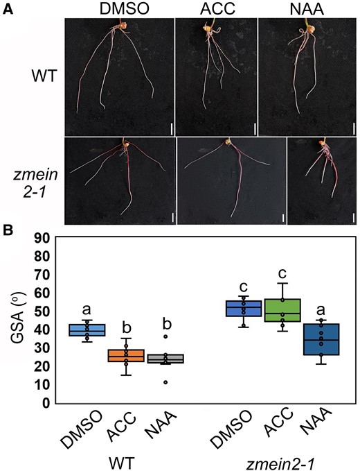 Maize ethylene-insensitive mutant also exhibits shallow root system. A) Representative images of 7-d growth root systems of WT and zmein2-1 under control treatment (DMSO) and zmein2-1 under 100 µM ACC and 100 nM NAA treatments. Scale bars = 1 cm. B) Measured GSA of WT and zmein2-1 grown under control treatment and zmein2-1 with 100 µM ACC and 100 nM NAA treatments after 7-d growth. Different letters indicate significant differences, P < 0.01 from 1-way ANOVA with Tukey's multiple comparison test, n = 10. The horizontal bar within the box represents median. The top and bottom of the box represent the 0.75 and 0.25 percentiles, respectively. The upper and lower whiskers extend to 1.5 times the interquartile range, with outliers shown as black dots.