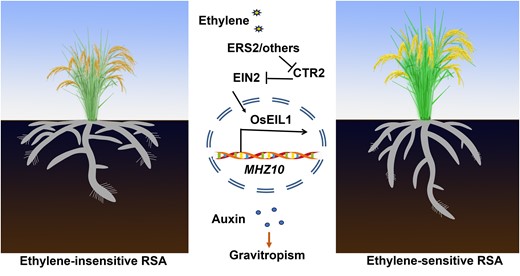 A proposed model for how endogenous ethylene regulates RSA. During the developmental process of root system, endogenous ethylene was perceived by ethylene receptors, which fail to activate CTR2, reducing its repression on OsEIN2. OsEIL1 is directly responsible for activating the expression of MHZ10, an auxin biosynthesis gene, which is necessary for the formation of deep RSA via enhancing gravitropism. Ethylene-insensitive mutants exhibit shallow root system ascribed to reduced gravitropism.