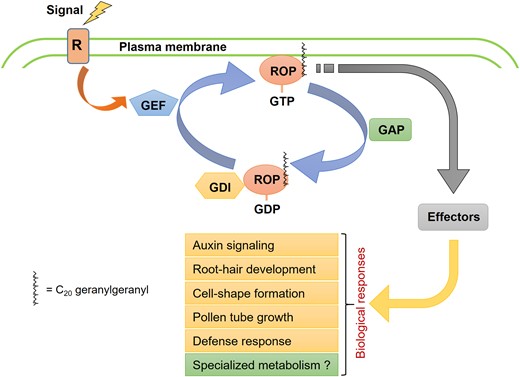 Schematic representation of the ROP GTPase-mediated signaling in plants. Receptors (R) on the cell membrane perceive signals and activate guanine-nucleotide exchange factor (GEF), which in turn, facilitates the activation of ROPs by exchanging GDP with GTP. The active GTP-bound and membrane-associated ROP then interacts with downstream effector proteins, eliciting biological responses. GTPase-activating protein (GAP) and guanine-nucleotide dissociation inhibitor (GDI) play roles in the inactivation of ROPs. GAP accelerates GTP hydrolysis, while GDI stabilizes the ROP in the GDP-bound state and sequesters the protein from the membrane.