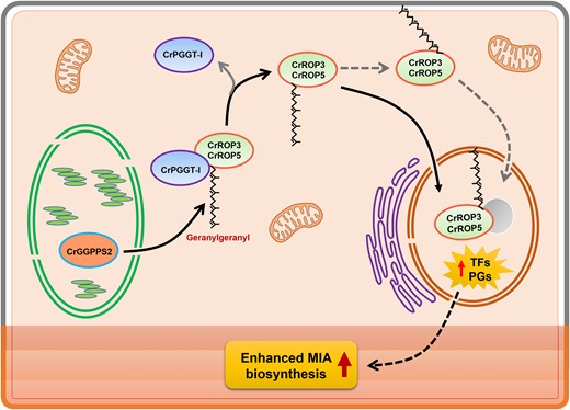 Proposed model showing the role of CrROP3 and CrROP5 in modulation of MIA biosynthesis in Madagascar periwinkle (C. roseus). CrPGGT-I interacts with CrROP3 and CrROP5, and geranylgeranylates them by utilizing GGPP made by plastidial CrGGPPS2. The geranylgeranylated CrROP3 and CrROP5 are either localized to nucleus directly or indirectly via membrane anchoring, and bring about transcriptional modulation of transcription factors (TFs) and pathway genes (PGs) involved in MIA biosynthesis, which is localized in different cell types/layers of leaf.