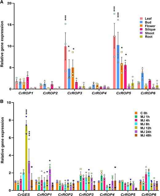 Spatio-temporal gene expression analysis of CrROPs. A) Relative transcript abundance of CrROPs in different tissues of C. roseus. RT-qPCR analysis was performed using total RNA extracted from leaf, flower, bud, silique, shoot, and root. Expression levels of genes were normalized to the endogenous reference gene CrN2227. B) Expression analysis of CrROPs, and CrGES in response to MeJA. RT-qPCR analysis was performed using total RNA extracted from leaves treated with MeJA. Samples were collected at different time intervals. Expression levels of genes were normalized to the endogenous reference gene CrN2227 and are represented relative to control 0 h, which was set to 1. The data points in each bar indicate the number of replicates. Statistical significance was calculated with reference to root (A) and 0 h (B). Statistical analysis for all the data shown in this figure was performed with “GraphPad Prism 9” using two-way ANOVA: *P = 0.033, **P = 0.002; ***P < 0.001.
