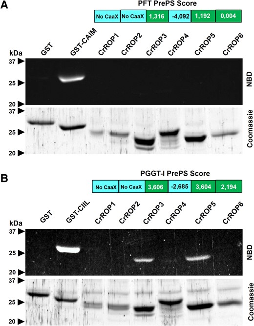 In vitro protein prenylation assay of CrROPs. A) In vitro farnesylation assay of CrROPs using recombinant C. roseus PFT. B) In vitro geranylgeranylation assay of CrROPs using recombinant C. roseus protein geranylgeranyltransferase (PGGT-I). In vitro prenylation positive controls are GST fused with CAIM or CIIL motives for PFT or PGGT-I, respectively. NBD, nitrobenzoxadiazol fluorescent FPP (C) or GGPP (D) probe.