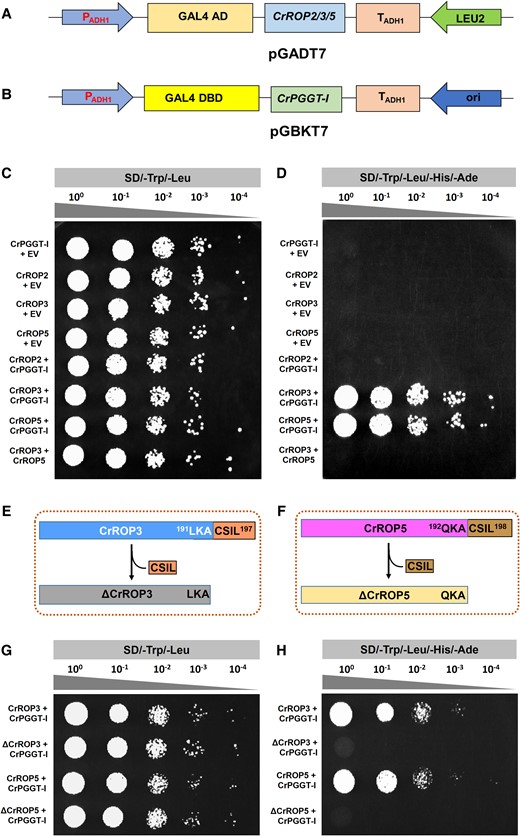 Y2H protein–protein interaction assay. A, B) Vector maps of bait and prey constructs. The ORF of CrROP2, CrROP3, and CrROP5 were cloned in-frame with AD of pGADT7, and the ORF of CrPGGT-I was cloned in-frame with the DBD of pGBKT7 vector. C, D) Mating-based Y2H screening. CrROP2 or CrROP3 or CrROP5 were separately transformed into AH109 (MATa) yeast strain, which were then co-cultivated with the compatible mating type Y187 (MATα) yeast strain having CrPGGT-I or empty vector pGBKT7 (EV) to identify bait-interaction in the resulting diploid yeast cells. The transformants were plated using different dilutions on synthetically defined (SD) medium lacking tryptophan (Trp), and leucine (SD/-Trp/-Leu) (C), and on SD/-Trp/-Leu medium lacking histidine and adenine (SD/-Trp/-Leu/-His/-Ade) (D). The plates were incubated for 3 to 5 d at 30 °C and observed for growth. Growth of yeast culture on SD/-Trp/-Leu/-His/-Ade indicates interaction of CrROP3 and CrROP5 with CrPGGT-I (F). Three independent colonies were tested per combination and a representative colony is shown. E, F) Schematic representation of ΔCrROP3 and ΔCrROP5 showing lack of CSIL motif. “LKA” and “QKA” represent three amino acids preceding the CSIL motif in CrROP3 and CrROP5, respectively. G, H) Mating-based Y2H screening of interaction. CrROP3 or ΔCrROP3 and CrROP5 or ΔCrROP5 were separately transformed into AH109 (MATa) yeast strain, which were then co-cultivated with the compatible mating type Y187 (MATα) yeast strain having CrPGGT-I to identify bait-interaction in the resulting diploid yeast cells. The transformants were plated using different dilutions on SD/-Trp/-Leu (G), and on SD/-Trp/-Leu/-His/-Ade (H).