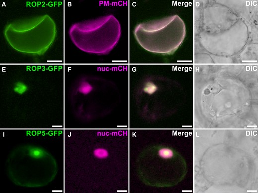 Analysis of subcellular localization of CrROP3, CrROP5, and CrROP2. Confocal laser scanning microscopy of C. roseus cells co-transformed with CrROP-GFP (A, E, I) and plasma membrane-mCherry (PM-mCH, plasma membrane specific marker) or nuclear-mCherry (nuc-mCH, nuclear specific marker) (B, F, G) expression constructs. In each subfigure, fluorescence detected from GFP and mCH fusion proteins is shown on the first and second vertical panels, respectively, whereas the third vertical panel (C, G, K) shows merged GFP and mCH fluorescence. The fourth and the rightmost panel (D, H, L) shows differential interference contrast (DIC) image of cells. Scale bar = 10 µm.
