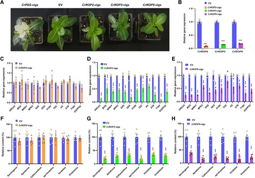 Effect of virus-induced gene silencing of CrROP2, CrROP3, and CrROP5 on monoterpene indole alkaloid biosynthesis. A). Representative images of plants infected with A. tumefaciens harboring pTRV vectors and VIGS constructs. Images were taken 3 wk after infection. B) Quantitative polymerase chain reaction (qPCR) analysis showing the relative expression of CrROP2, CrROP3, and CrROP5 in comparison to EV control. Effect of CrROP2, CrROP3, and CrROP5 silencing on expression of TFs and PGs related to MIA biosynthesis (C, D, E) and major MIA (F, G, H). Expression level of genes was normalized to CrN2227 endogenous control and was set to 1 in EV control to determine the relative reduction in CrROP-vigs leaves. Levels of different metabolites are represented relative to EV control. The results shown are from three (RT-qPCR) and six (metabolites) independent biological replicates, respectively, and indicated by data points in each bar. Statistical analysis for all the data shown in this figure was performed with “GraphPad Prism 9” using one-way ANOVA: ***P < 0.001. Error bars indicate mean ± SE. Gene abbreviations: AS, anthranilate synthase; BIS2, basic helix-loop-helix transcription factor 2; DXS2, 1-deoxy-D-xylulose 5-phosphate synthase 2; G10H, geraniol-10-hydroxylase/8-oxidase; GES, geraniol synthase; MPK3, MAP kinase 3; ORCA3, octadecanoid responsive Catharanthus AP-2 domain 3; STR, strictosidine synthase; T16H2, tabersonine 16-hydroxylase 2; TDC, tryptophan decarboxylase; WRKY, WRKY transcription factor.