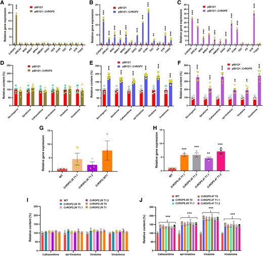 Effect of overexpression of CrROP2, CrROP3, and CrROP5 on C. roseus monoterpene indole alkaloid biosynthesis. RT-qPCR analysis of gene expression of CrROPs, TFs and PGs related to MIA biosynthesis in C. roseus agroinfiltrated with control (pBI121) and CrROP2, CrROP3, and CrROP5 (A to C), and the corresponding effect on MIA accumulation (D to F). G, H) Relative expression of CrROP2 and CrROP5 in WT and transgenic T1 lines of C. roseus. I, J) Relative levels of major MIA in WT and transgenic T0 and T1 lines. Expression levels of genes were normalized to the endogenous reference gene CrN2227 and are represented relative to the pBI121 control (EV) control, which was set to 1. Relative amounts of MIA were analyzed by HPLC and are expressed in % relative to pBI121 (D to F) and WT (I, J) controls. The results shown are from three to five biological replicates indicated by data points in each bar. Statistical analysis for all the data shown in this figure was performed with “GraphPad Prism 9” using one-way ANOVA: **P = 0.002; ***P < 0.001. Error bars indicate mean ± SE. Gene abbreviations: AS, anthranilate synthase; BIS2, basic helix-loop-helix transcription factor 2; DXS2, 1-deoxy-D-xylulose 5-phosphate synthase 2; GES, geraniol synthase; G10H, geraniol-10-hydroxylase/8-oxidase; GES, geraniol synthase; MPK3, MAP kinase 3; ORCA3, octadecanoid responsive Catharanthus AP-2 domain 3; STR, strictosidine synthase; T16H2, tabersonine 16-hydroxylase 2; TDC, tryptophan decarboxylase; WRKY, WRKY transcription factor; WT, wild type.