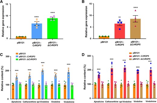 Effect of overexpression of ΔCrROP3 and ΔCrROP5 mutants lacking CSIL motif on monoterpene indole alkaloids biosynthesis. A, B) Relative gene expression of CrROP3 and ΔCrROP3, and CrROP5 and ΔCrROP5 in C. roseus leaves agroinfiltrated with pBI121::CrROP3 and pBI121::ΔCrROP3, and pBI121::CrROP5 and pBI121::ΔCrROP5 constructs, respectively, in comparison to control leaves agroinfiltrated with pBI121 vector. C, D) Corresponding effect of gene expression on accumulation of major MIA. Expression levels of genes were normalized to the endogenous reference gene CrN2227 and are represented relative to the pBI121 control, which was set to 1. Levels of MIA were analyzed by HPLC and are expressed in % relative to pBI121 control. The data points in each bar indicate the number of replicates. Statistical analysis for all the data shown in this figure was performed with “GraphPad Prism 9” using two-way ANOVA: ***P < 0.001. Error bars indicate mean ± SE.